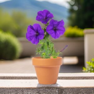 ♥ Maceta Petunia Soltax Boda ♥ Maceta Petunia Soltax Boda