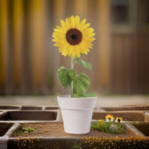 ♥ Maceta Girasol Tumil Boda ♥ Maceta Girasol Tumil Boda