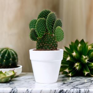 ♥ Maceta Cactus Boda ♥ Maceta Cactus Boda